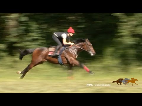 Breeze-Up Osarus 2020 - Lot N°66 - M. / G. Vancouver, présenté par le HDG Consignment