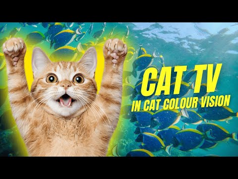 Cat TV in Cat Colour Vision | Birds, Squirrels, Fish & More (10 Minutes)
