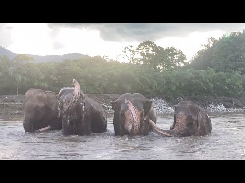 Four Rescued Elephants Have a Great Time in River - ElephantNews