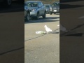Wild Seagull Attacks In Parking Lot