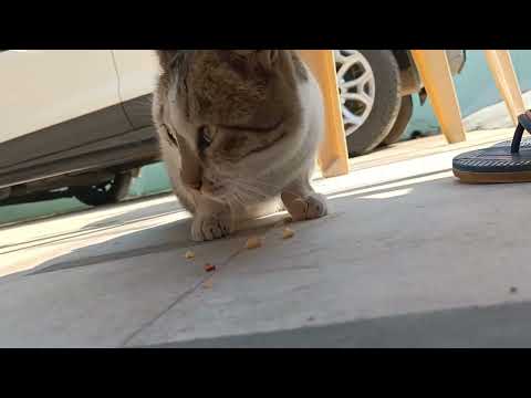 my cat eating peanuts