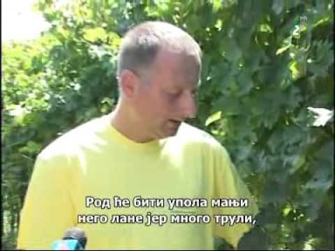 Paleta po ruski 3.9.2014. - Палета по руски 3.9.2014.