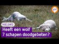 Zeven schapen gedood in weiland Uddel