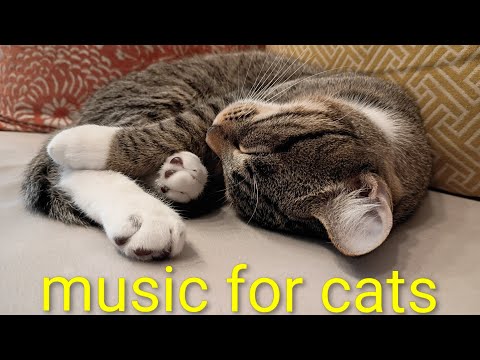 1 hour of calming pandrum music for cats 