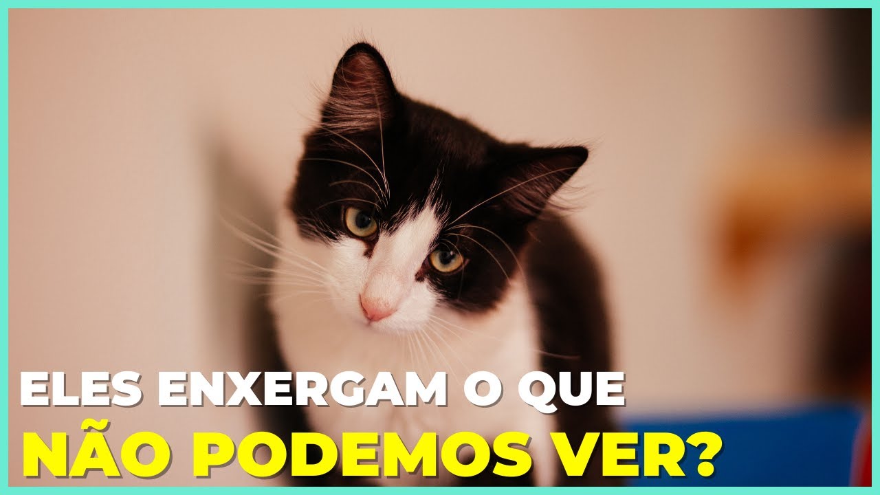 É POR ISSO Que Os Gatos Olham Fixamente Para o Nada!