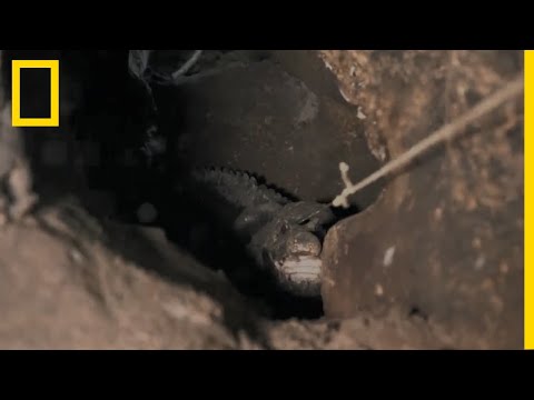 Périlleuse opération de capture d'un crocodile sauvage