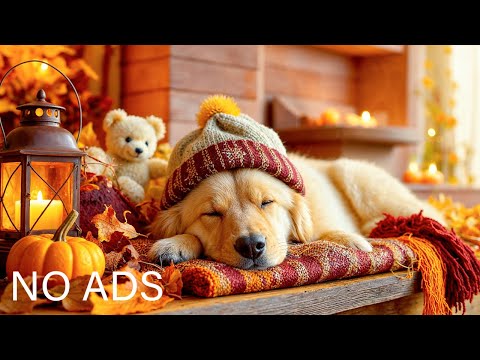 24 HORAS de música relajante para perros cuando están solos en casa🐶🏠Sueño, curación #dogmusic