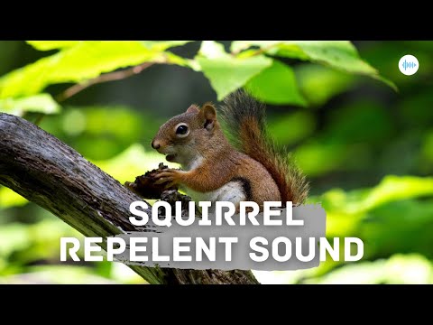 Squirrel Repellent Sound