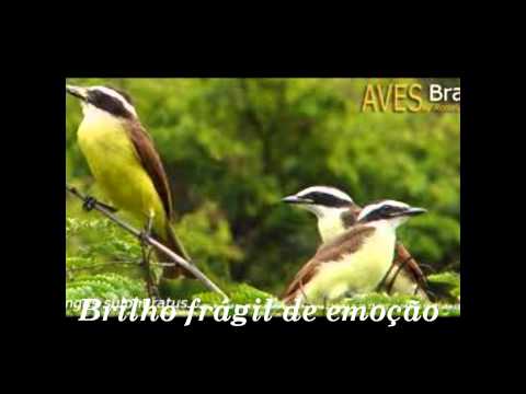 Bem-te-vi - Renato Terra (Legendado)