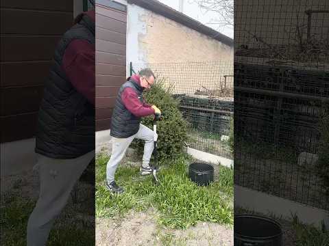 Jak jsem sázel křen | Těhotnej kuchař