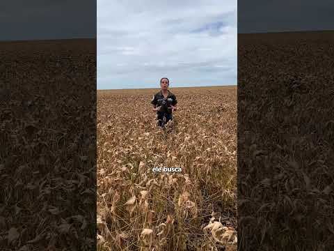 COLHEITA AVANÇA E O MILHO ENTRA! | @rallydasafra