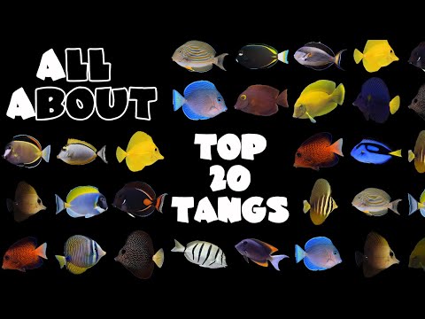 Top 20 Tangs For A Saltwater Tank