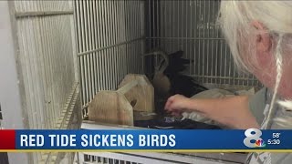 Red tide sickens birds in Venice area