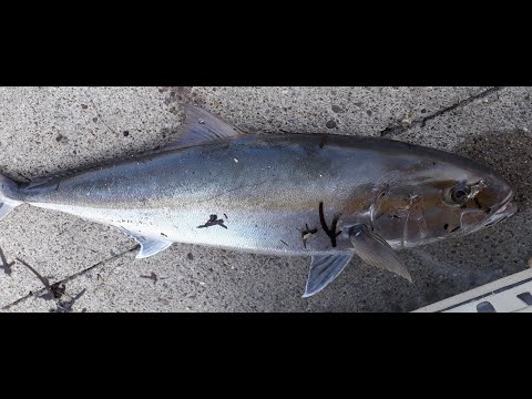 Kuzu Avı (Ahmet Başkan'ın 19Kg.lık Kuzusu) Amberjack Ahmet Başkan 19Kg. Kuzu aldı !!! Amberjack