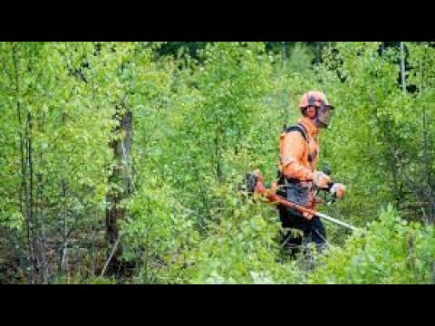 Metsolan Metsäkoulu 153 - Mitä taimikonhoito maksaa?