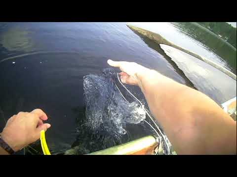 pitkäjärvi 20210708  isot siiat