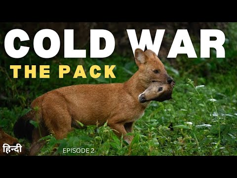 The Pack: COLD WAR | Animal Planet in Hindi | Discovery channel Hindi