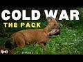 The Pack COLD WAR Animal Planet In Hindi Discovery Channel Hindi
