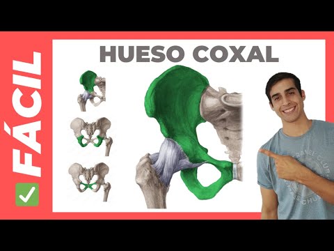 ✅Anatomy of the HIP BONE (Ilium, Ischium and Pubis)