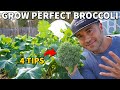These 4 Tips Will GUARANTEE You Perfect Broccoli Heads!