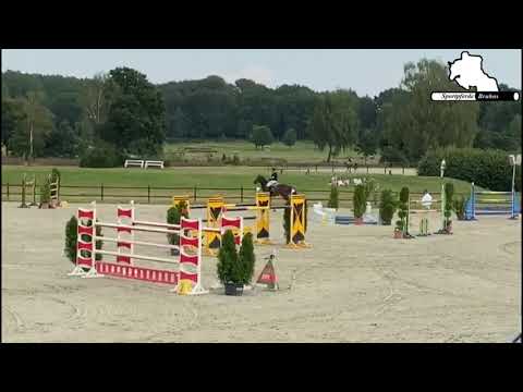 GRANADA / Luhmühlen S*** (1,50m) / 8j. St. v Grey Top - Levistano