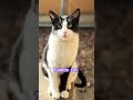 Gray Cat VS Tuxedo Cat VS Black Cat