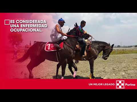 Hemorragía pulmonar en caballos de carreras.