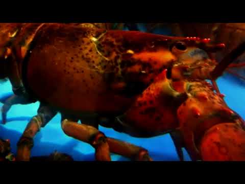 Music Mix by Lobster - Volume 15