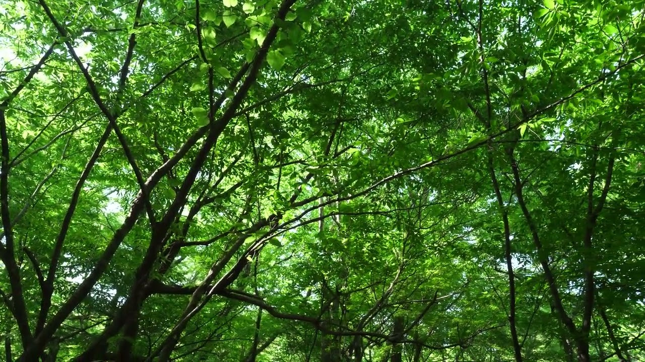 新緑、森／new green leaves,forest／m0115