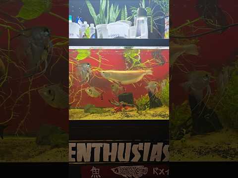 75 gallon Fish tank update. #arowana #fishaquarium #freshwaterfish #fish #flagtail