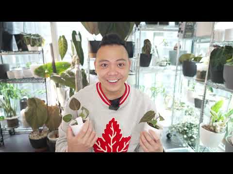 🌱 here's some plant updates | anthurium seedlings, hoya mathilde (splash), monstera mint, sad plants