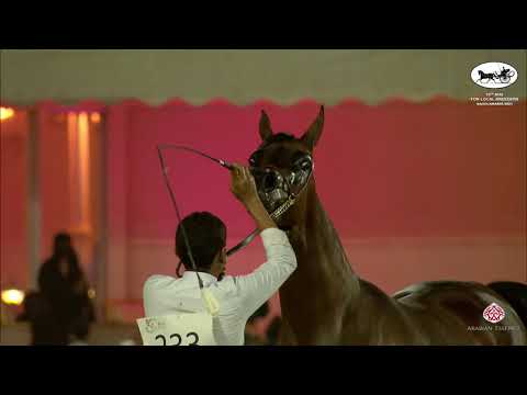N 233 ASAYEL AL ZAID   10th Arabian Horse Show for local Breeders in Saudi Arabia 2021   Fillies 3 Y