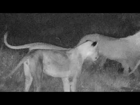 Djuma Private Game Reserve Live Stream: Nkuhuma lion pride joins the buffalo at dam - P1 5