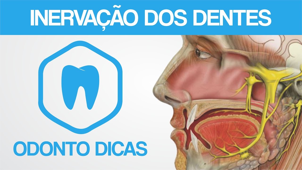INERVAÇÃO DOS DENTES | ODONTO DICAS