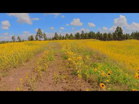 I'm just mad about saffron..