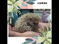 ハリネズミ(国産:シナモン♂)のYouTubeサムネイル画像