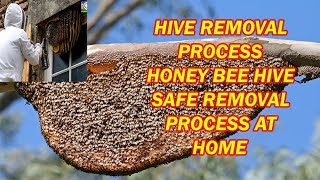 Honey bee hive safe removal process at home | How to remove safely honey bee hive honey comb at home