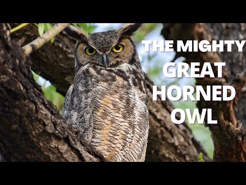 The Mighty Great Horned Owl