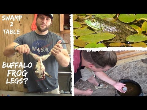 Catch, Clean, Cook "Bullfrogs" (Buffalo Frog Legs?)