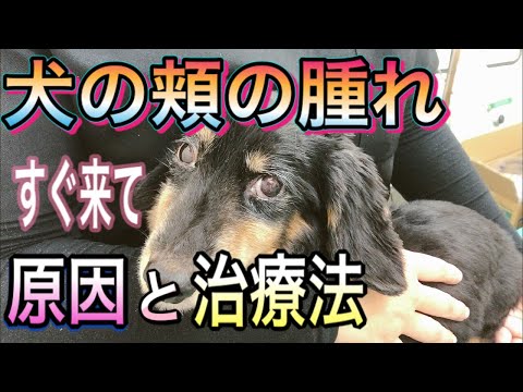 頬が腫れて柔らかくなった犬:一体何が原因なのでしょうか?
