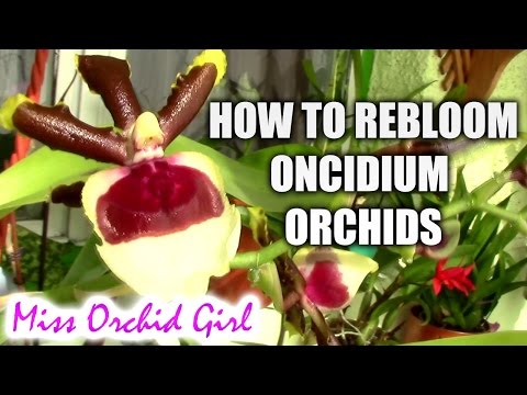 How to induce blooming on Oncidium orchids
