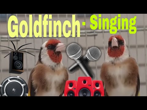 Legendary Goldfinch Bird - Singing #video Legendary Goldfinch #singing #viralvideo