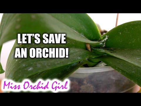 Saving Orchid from root rot, dehydration and mealy bugs Video