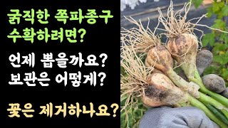쪽파????  굵직한 쪽파종구 수확하려면?  언제 뽑을까요? 보관은 어떻게? 꽃은 제거하나요?