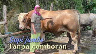 Download lagu DI PERKAMPUNGAN EXTRIM ADA SAPI JUMBO TANPA COMBORAN DI GUNUNGKIDUL‼️ mp3
