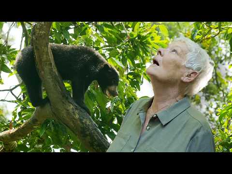 Into the Wild Heart of Borneo with Judi Dench (4K Documentary)