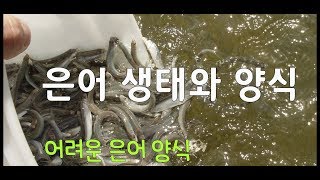 은어 생태와 어려운 양식을 봅니다.