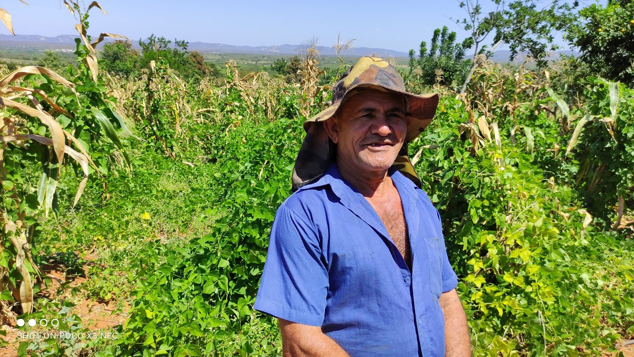 VEJA A FARTURA NO ROÇADO DE SEU ZÉ AGRICULTOR DO SERTÃO DO PAGEU CALUMBI PERNAMBUCO