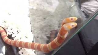 Two-headed Albino Honduran Milksnake (shot with iPhone)