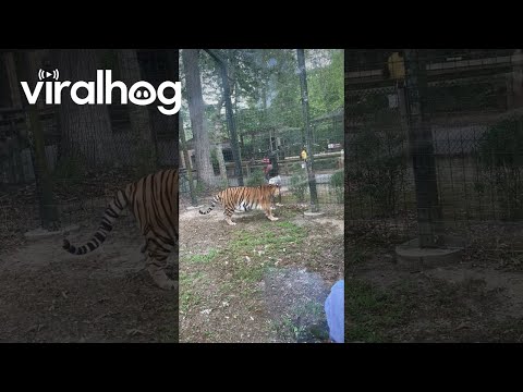 Woman Jumps Barricade to Pet Tiger at New Jersey Zoo || ViralHog